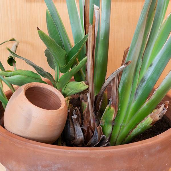 4 Oyas à planter 0,15L - Image 2