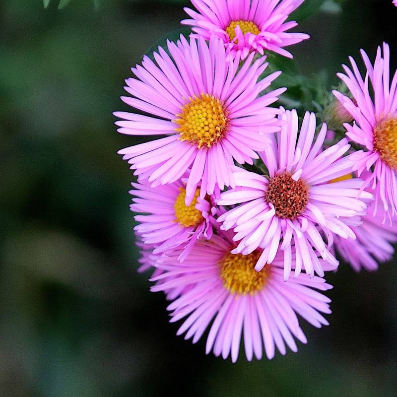 Aster des Alpes Happy End à fleurs Rose/ - feuillage Caduc - Pot de 3L - 20/40 cm