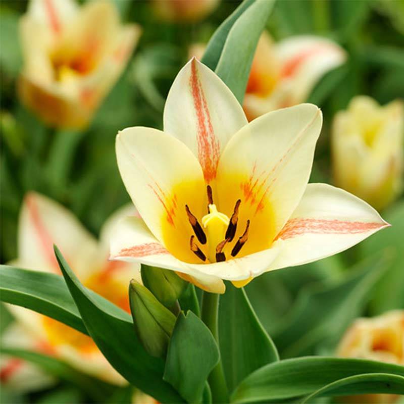 Promesse de Fleurs - Tulipe botanique greigii Quebec Bulbe calibre 11+ (par 10)
