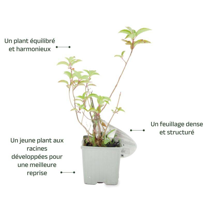 Hortensia Paniculé Fraise Melba® 'Renba' (Hydrangea Paniculata) - Godet - Taille 13/25cm - Pépinières Naudet - Image 3