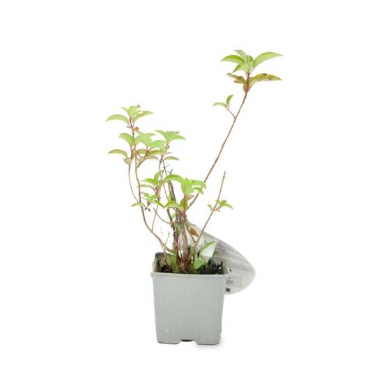 Hortensia Paniculé Fraise Melba® 'Renba' (Hydrangea Paniculata) - Godet - Taille 13/25cm - Pépinières Naudet - Image 2