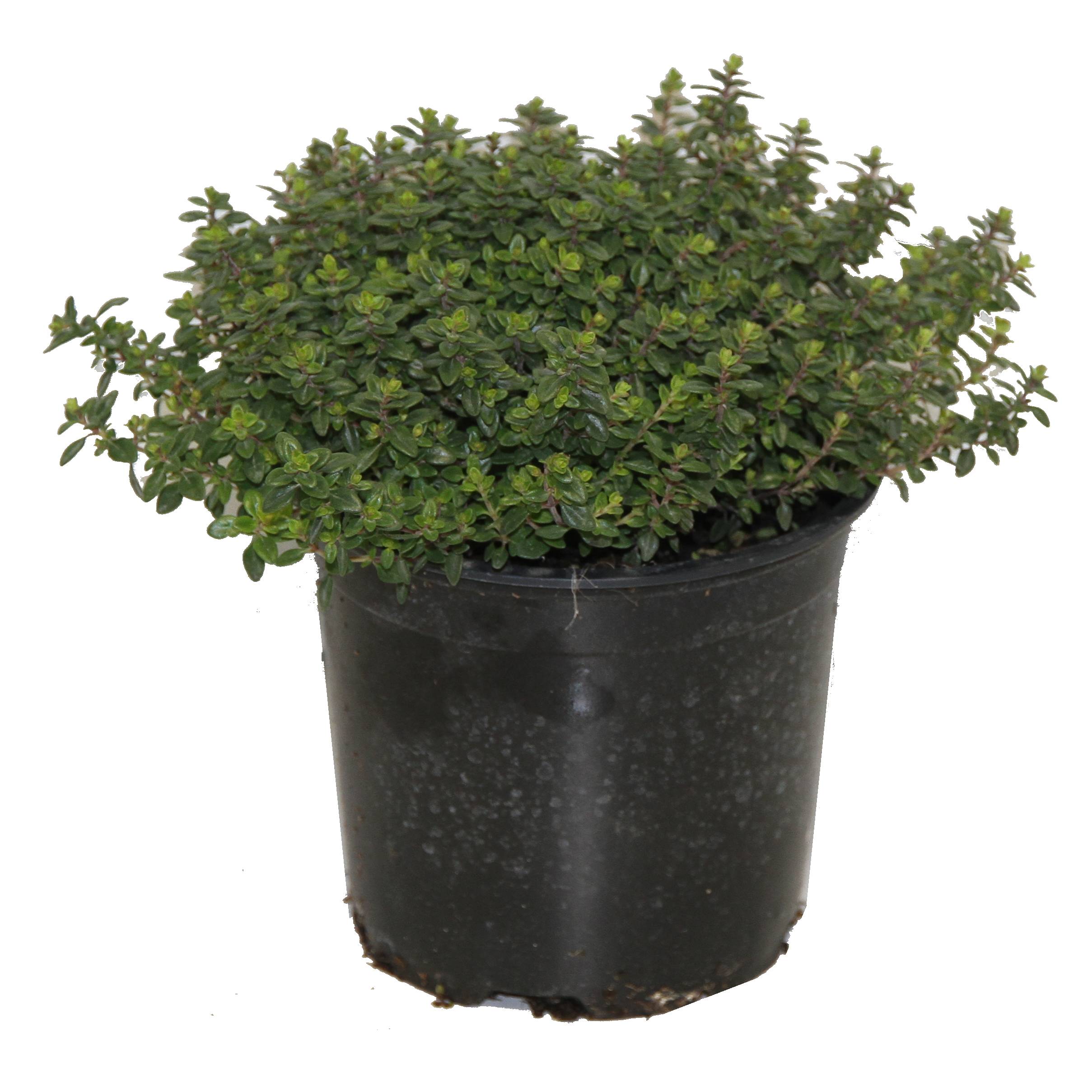 Horti-Flandre - Thym citron pot 14 cm