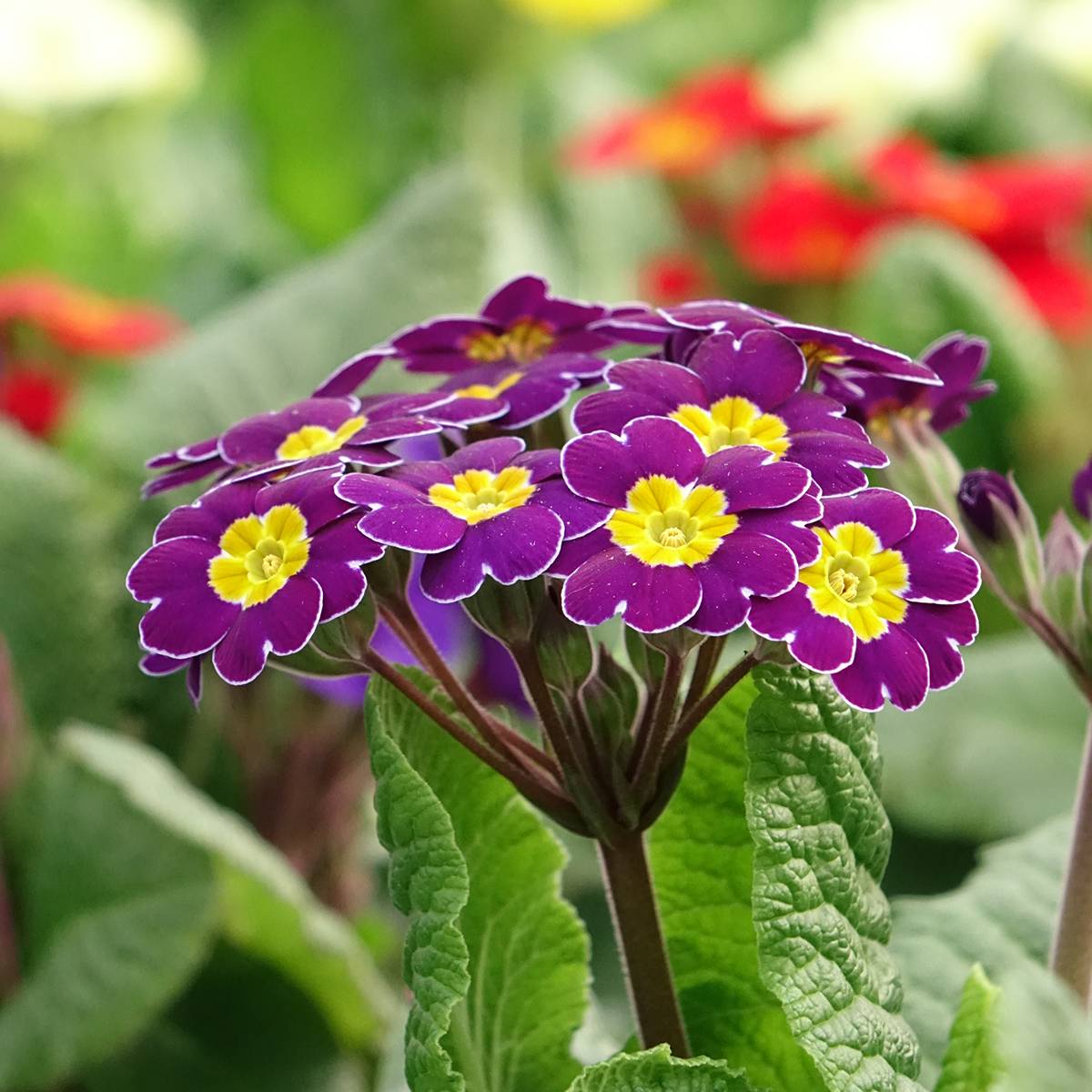 Promesse de Fleurs - Primevère - Primula elatior Veristar Late Twinkle Violet Mini-motte Ø 1,5/2,5 cm