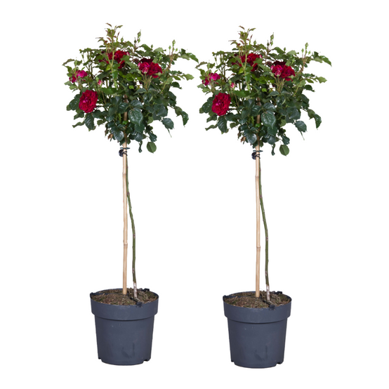 Rosier sur tige - Set de 2 - Rosa palace ‘Pride' - Hauteur 80-100cm - ⌀19cm - Image 1