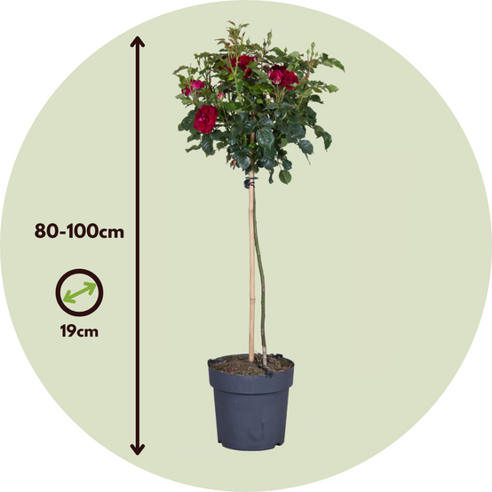 Rosier sur tige - Set de 2 - Rosa palace ‘Pride' - Hauteur 80-100cm - ⌀19cm - Image 6