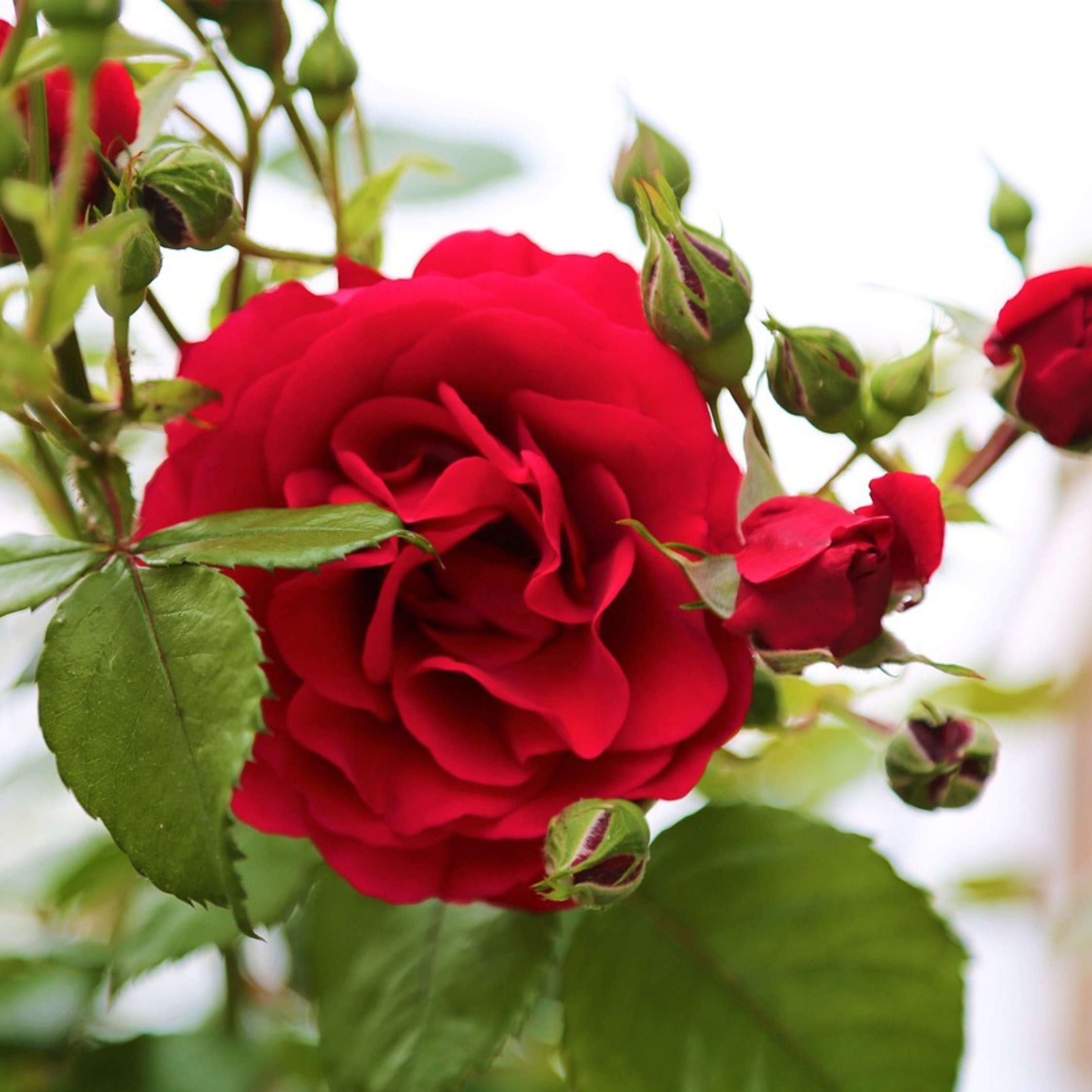 Rosier sur tige - Set de 2 - Rosa palace ‘Pride' - Hauteur 80-100cm - ⌀19cm - Imagen 5