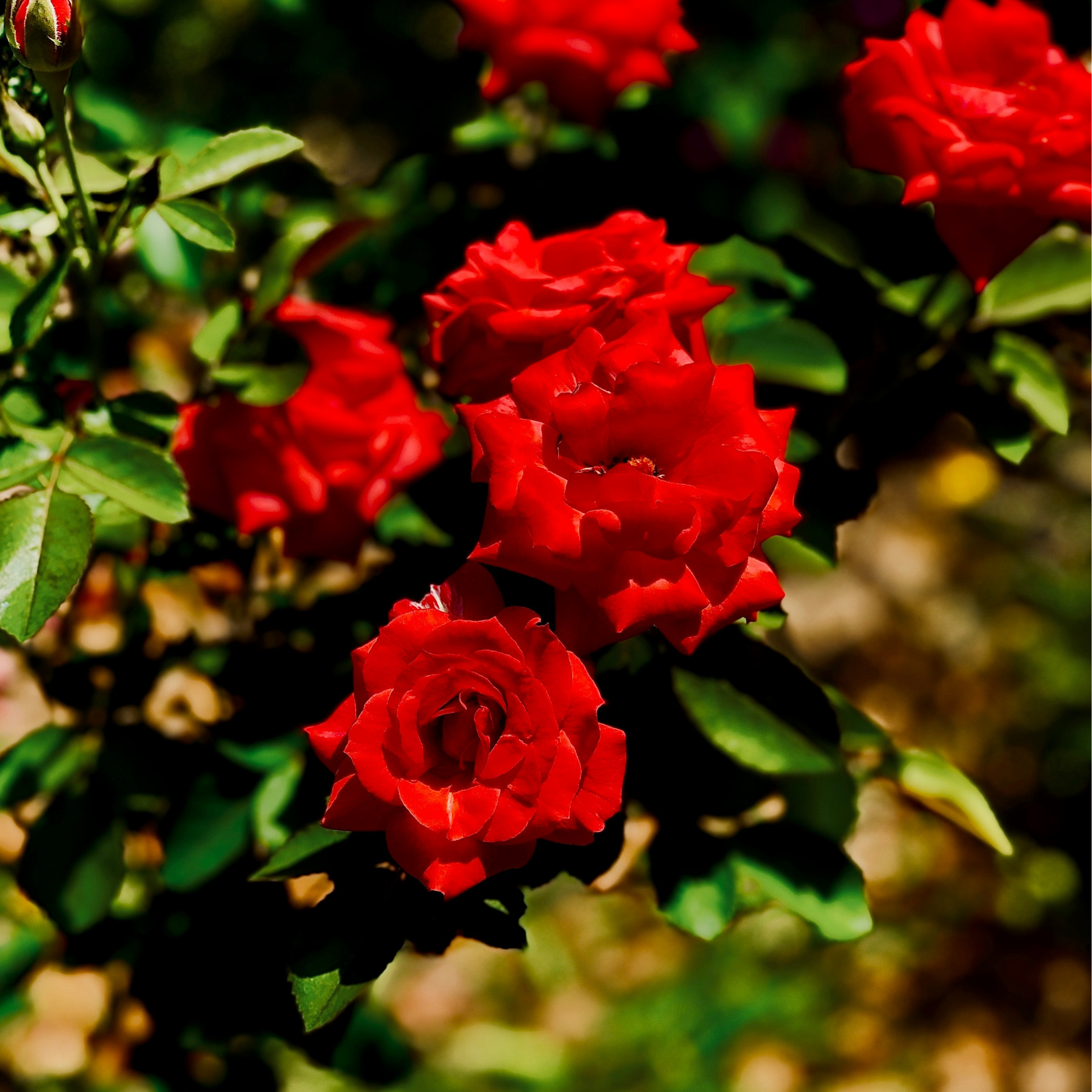 Rosier sur tige - Set de 2 - Rosa palace ‘Pride' - Hauteur 80-100cm - ⌀19cm - Imagen 4