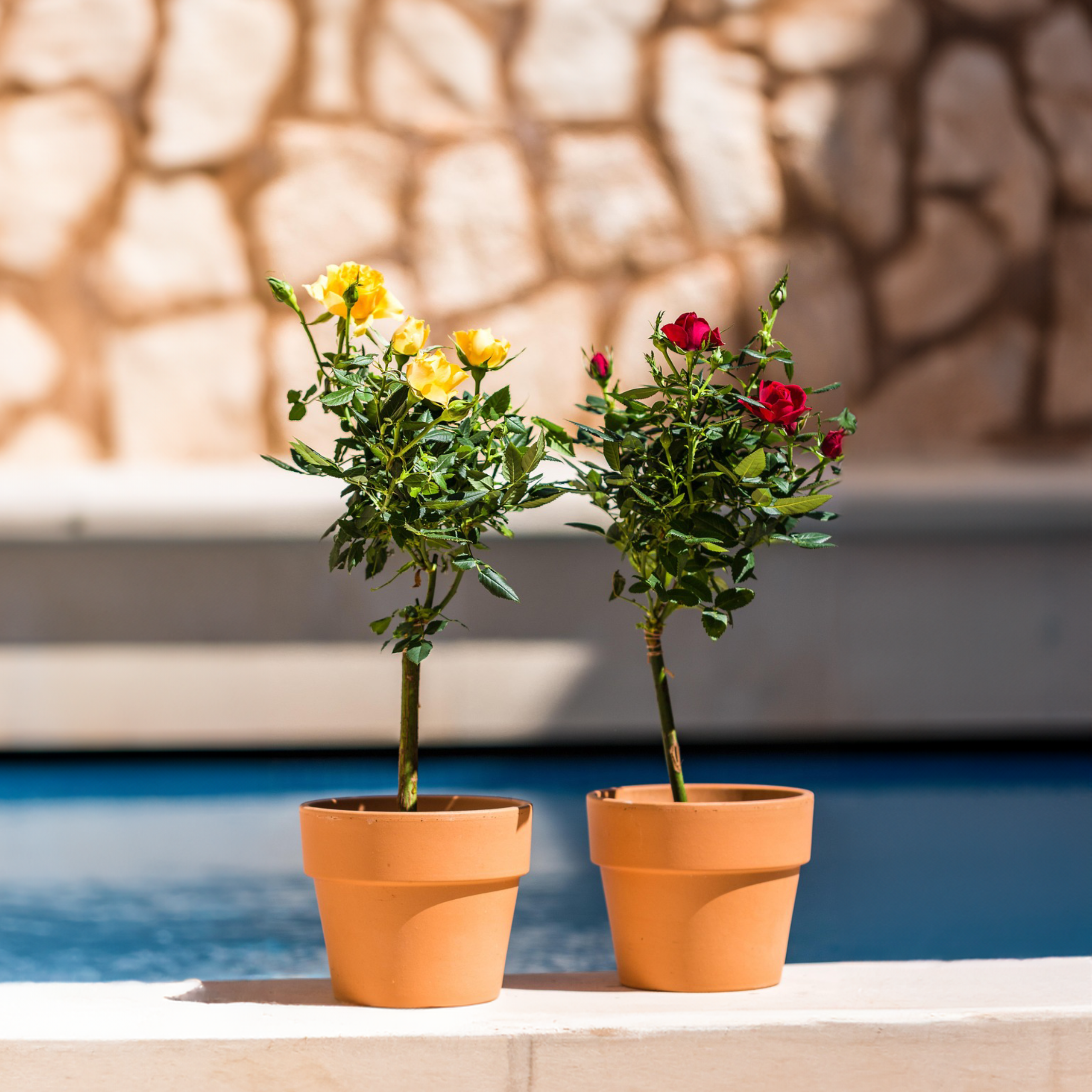 Rosier sur tige - Set de 2 - Rosa palace ‘Pride' - Hauteur 80-100cm - ⌀19cm - Imagen 3