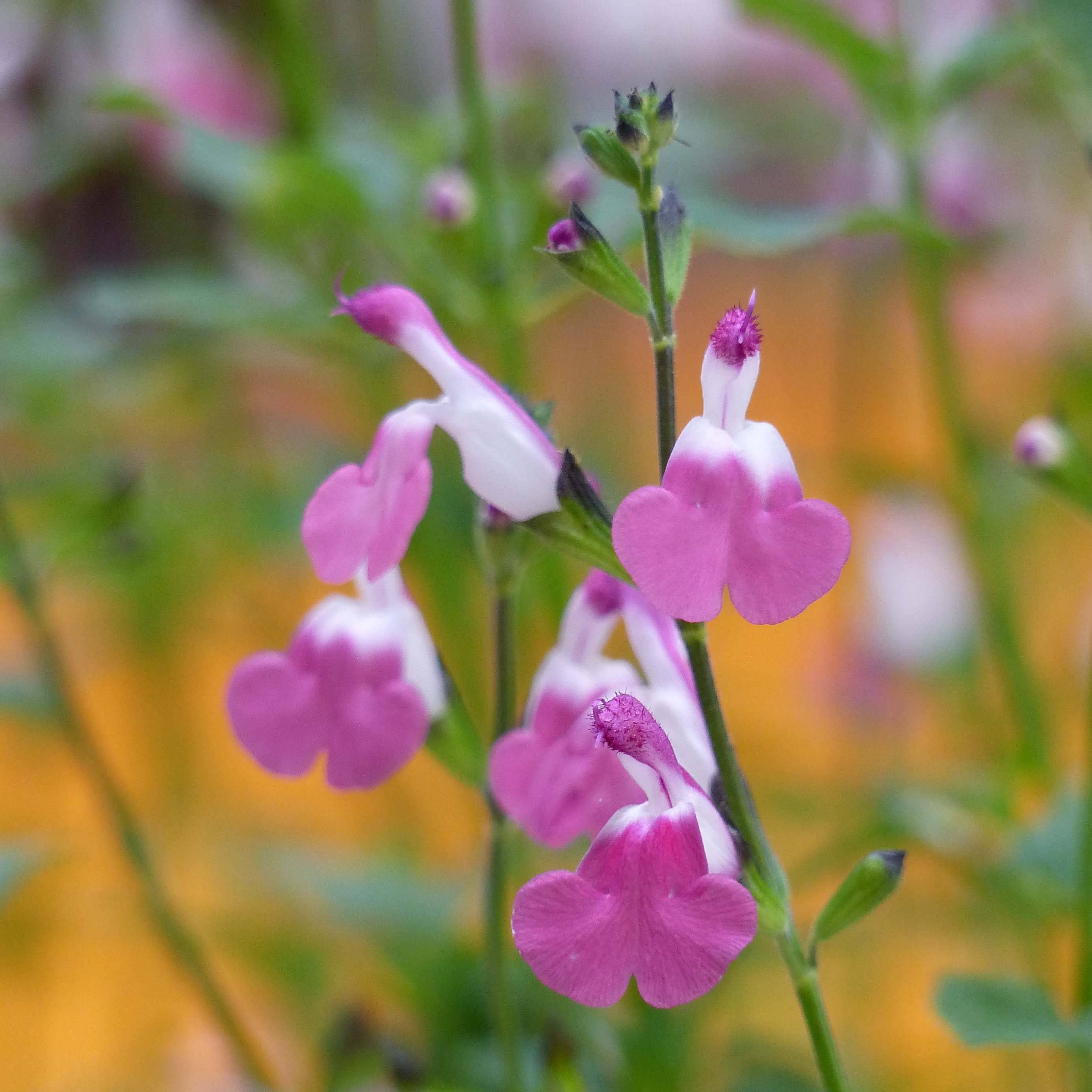 Promesse de Fleurs - Sauge arbustive Pink Lips (Jeremy) - Salvia microphylla Pot de 2L/3L