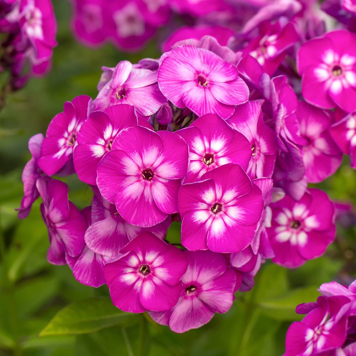Phlox paniculata Modern Art Pot de 2L/3L