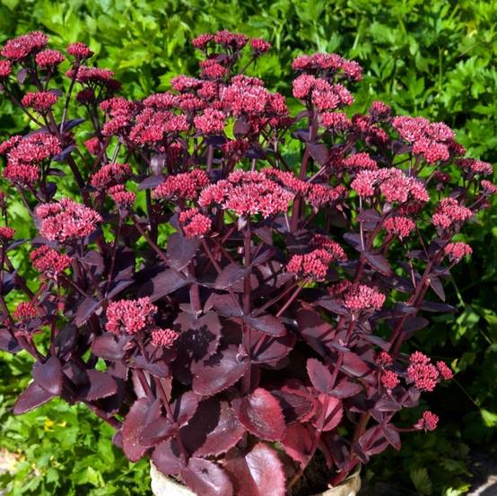Sedum Chocolate Cherry - Orpin reprise Godet de 8/9 cm