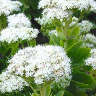 3 Orpins Remarquable 'Iceberg' (Sedum Spectabile) - Lot de 3 vivaces - Pépinières Naudet