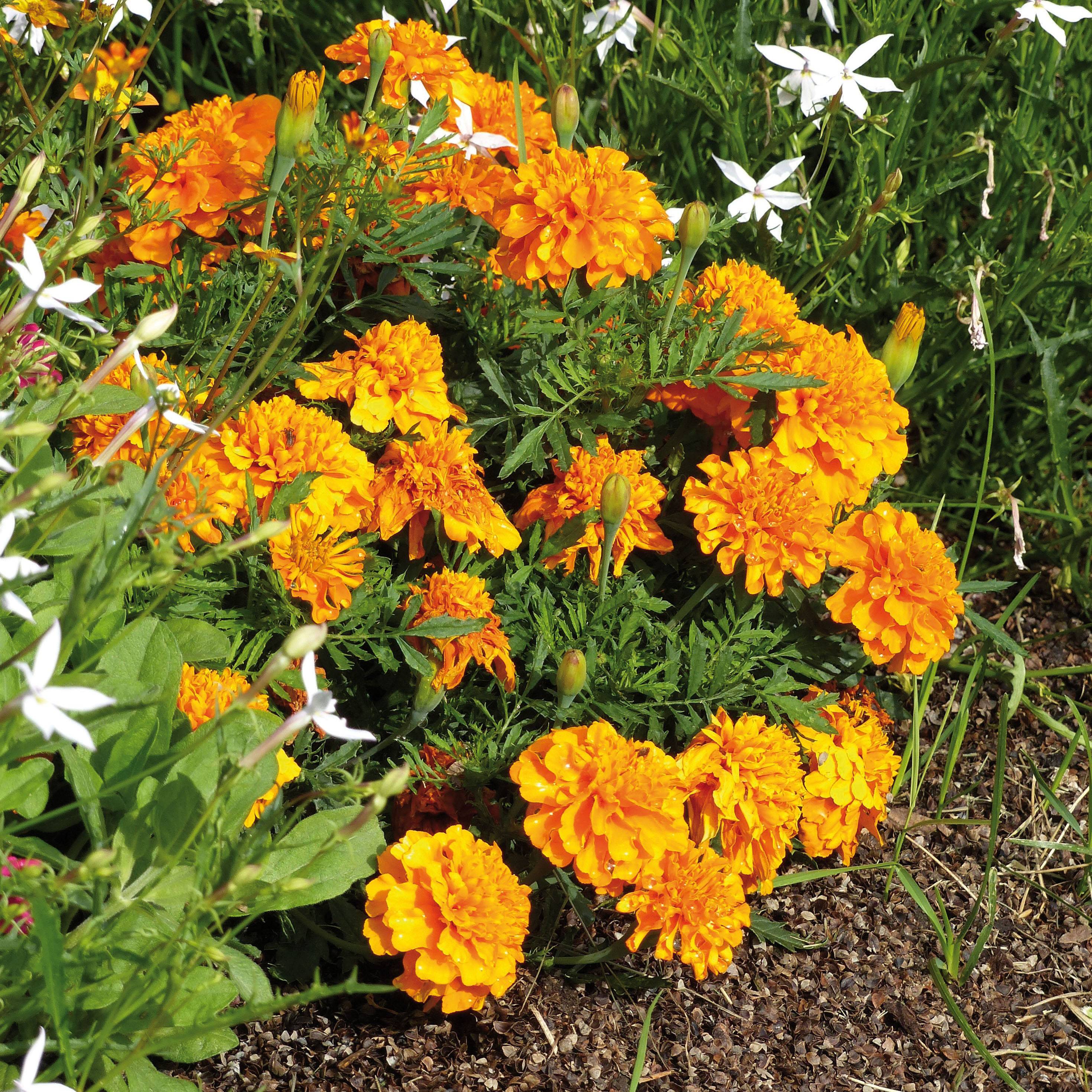 Oeillet d'Inde Bonanza Orange Mini-motte Ø 1,5/2,5 cm, Plant vert de 5 à 10 cm de haut (par 5)
