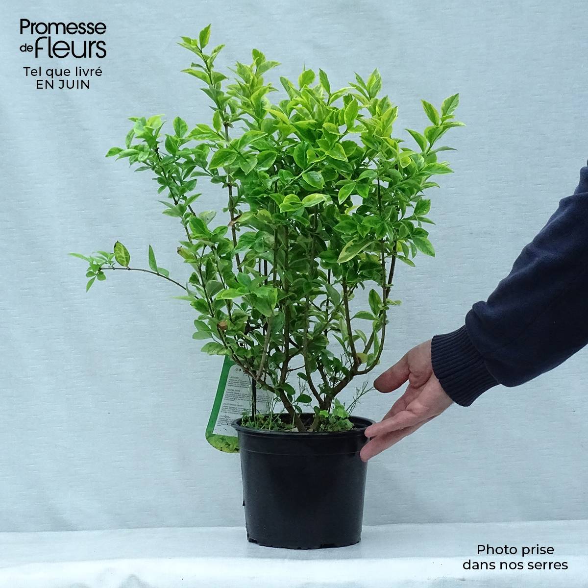 Promesse de Fleurs - Troène doré - Ligustrum ovalifolium Aureum Pot de 2L/3L - Image 2
