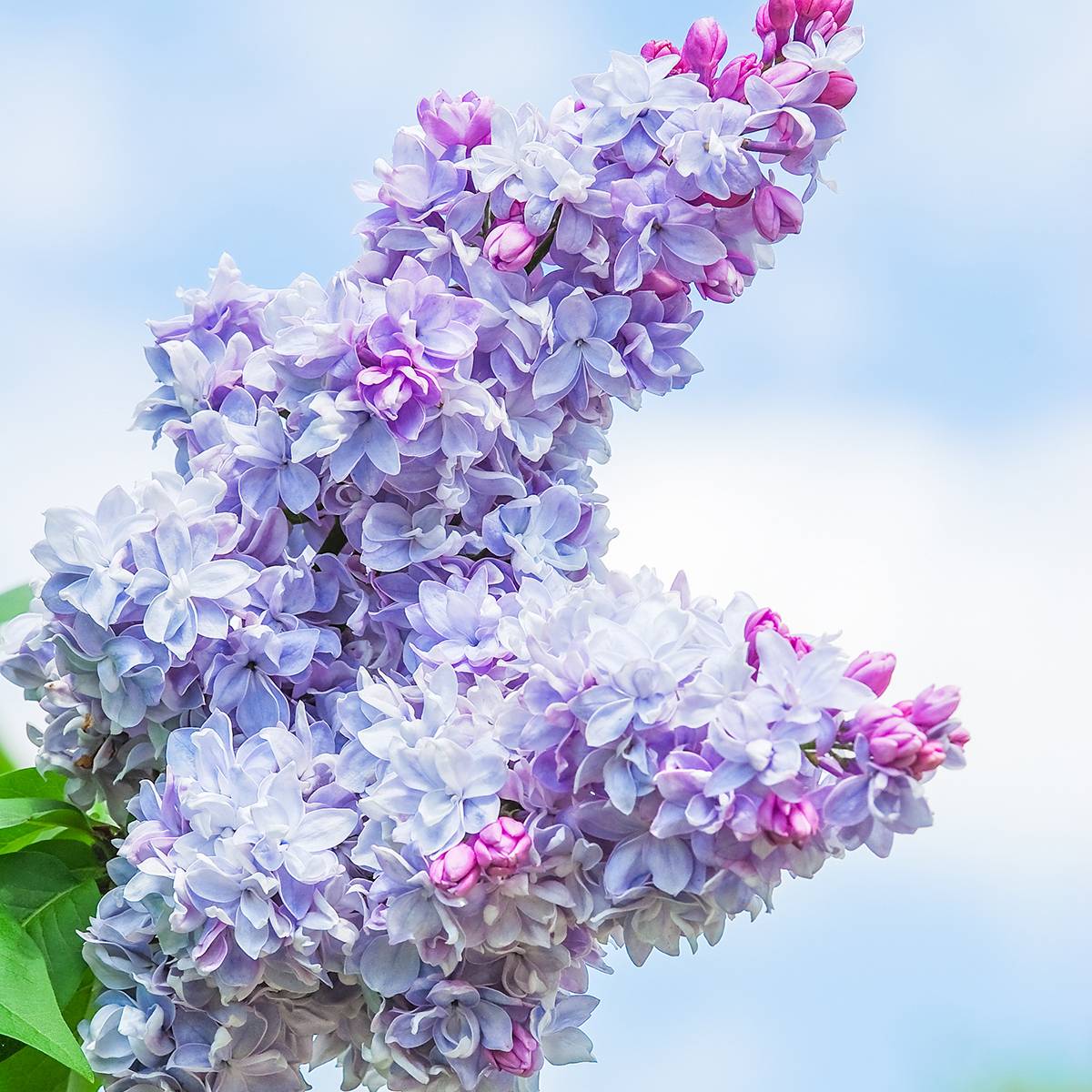 Promesse de Fleurs - Lilas - Syringa vulgaris Nadezhda Pot de 4L/5L