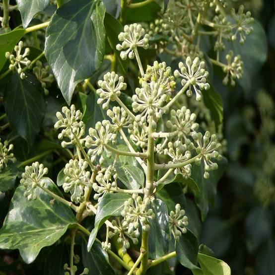 Promesse de Fleurs - Lierre d'Irlande - Hedera hibernica Pot de 2L/3L