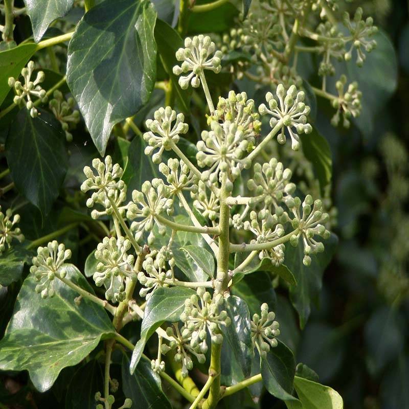 Promesse de Fleurs - Lierre d'Irlande - Hedera hibernica Pot de 2L/3L