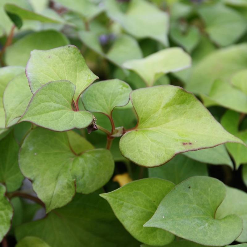 Houttuynia cordata - Coriandre des bois Godet de 8/9 cm