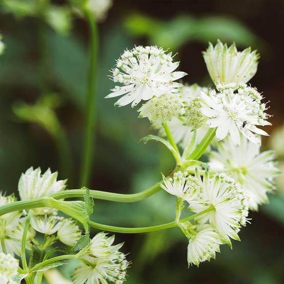 Astrance - Astrantia major Alba (White) Pot de 2L/3L