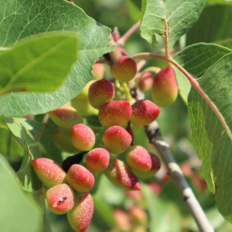 Pistachier térébinthe (Pistacia terebinthus) - Godet - Taille 15/30cm - Pépinières Naudet - Imagen 1