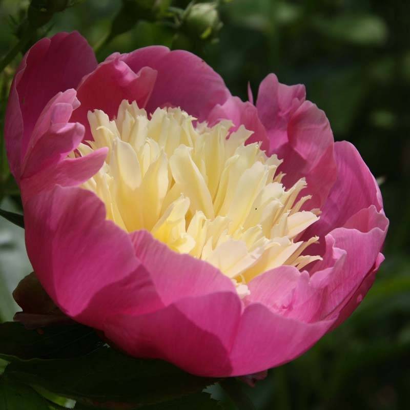 Promesse de Fleurs - Pivoine lactiflora Bowl of Beauty Souche 3/5 yeux - Image 2