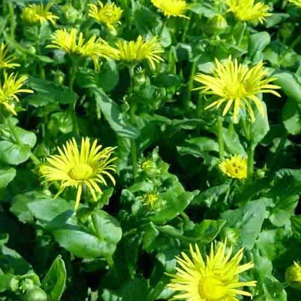Doronicum orientale Magnificum - Doronic jaune Godet de 8/9 cm