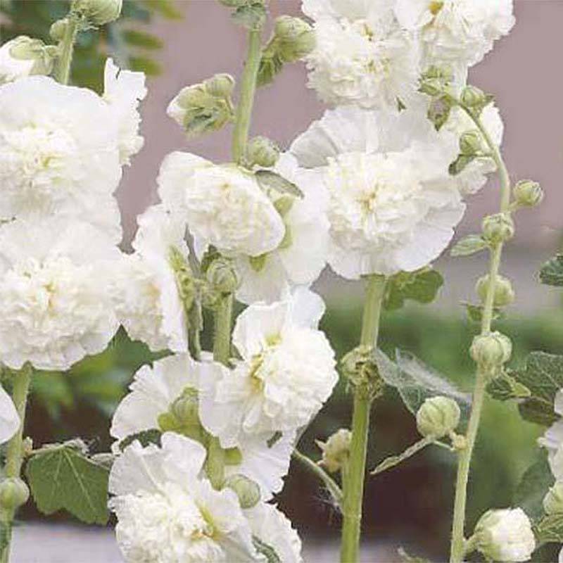 Rose trémière - Alcea rosea Chater's Double Blanc Godet de 7/8 cm