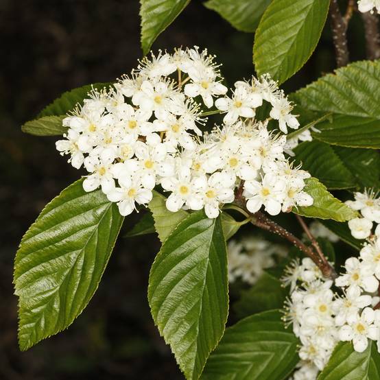 Promesse de Fleurs - Alisier du Japon Red Bird - Sorbus alnifolia Pot de 4L/5L