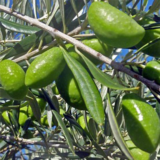 Olivier Lucques - Olea europaea Pot de 3L/4L, Touffe
