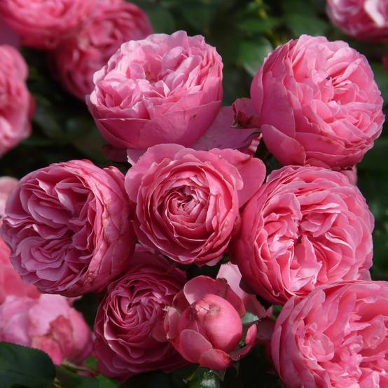 Rosier à fleurs groupées Pomponella Pot de 4L/5L
