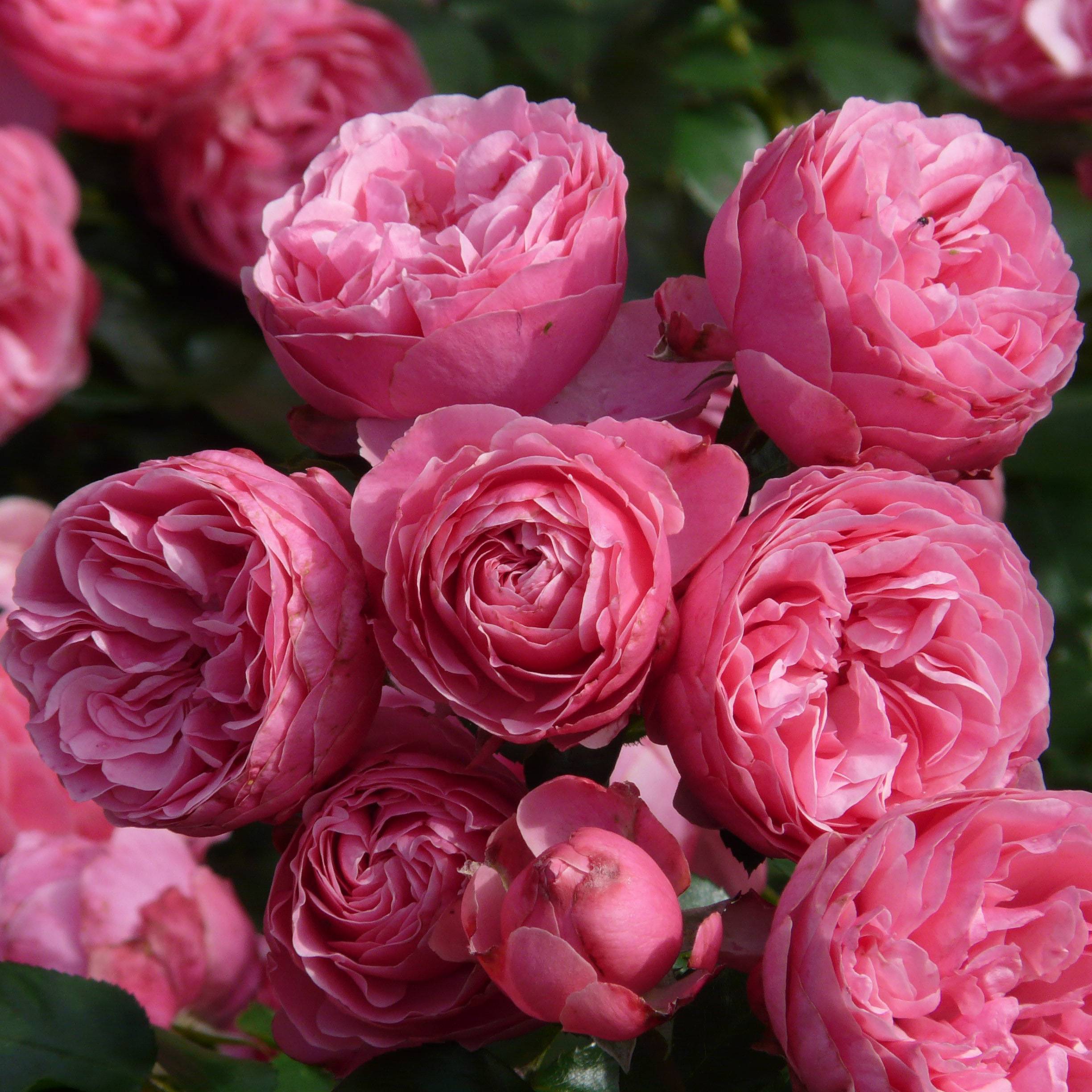 Rosier à fleurs groupées Pomponella Pot de 4L/5L