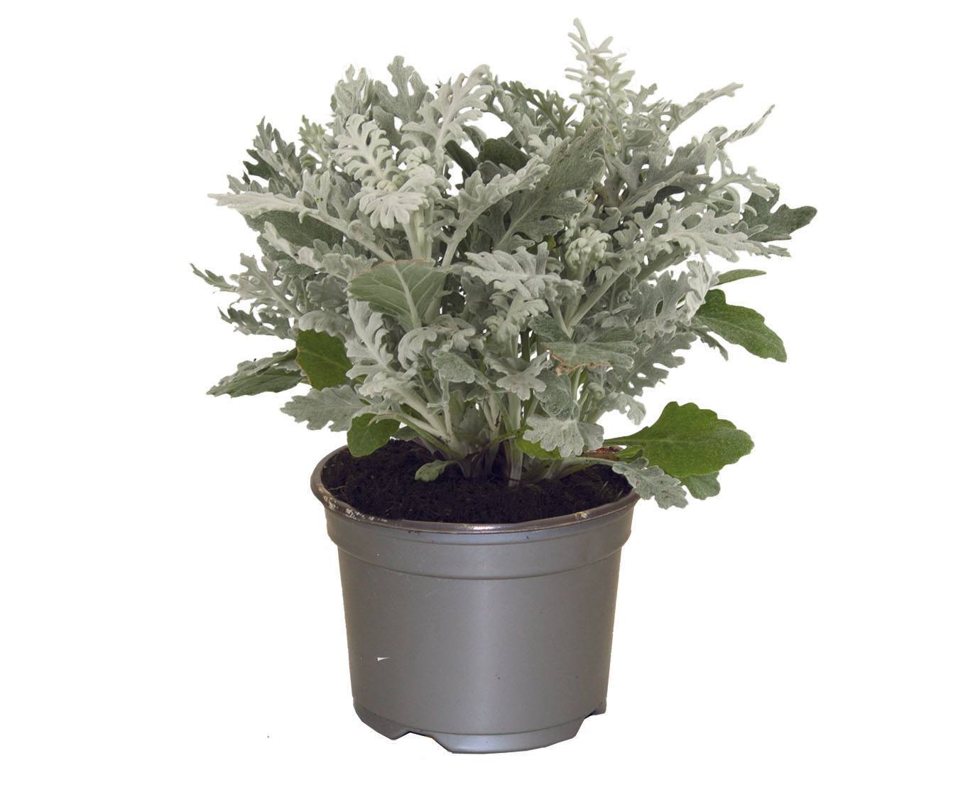 Fleuron D'Anjou - Cinéraire maritime  pot 10,5 cm