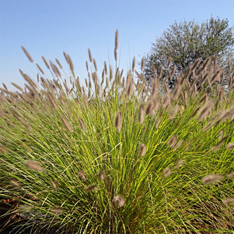 Promesse de Fleurs - Pennisetum alopecuroides Magic - Herbe aux écouvillons  Godet de 8/9 cm