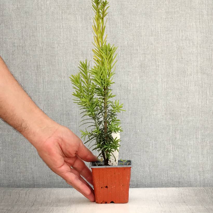 Taxus baccata Fastigiata Robusta - If commun fastigié Godet de 8/9 cm - Image 2