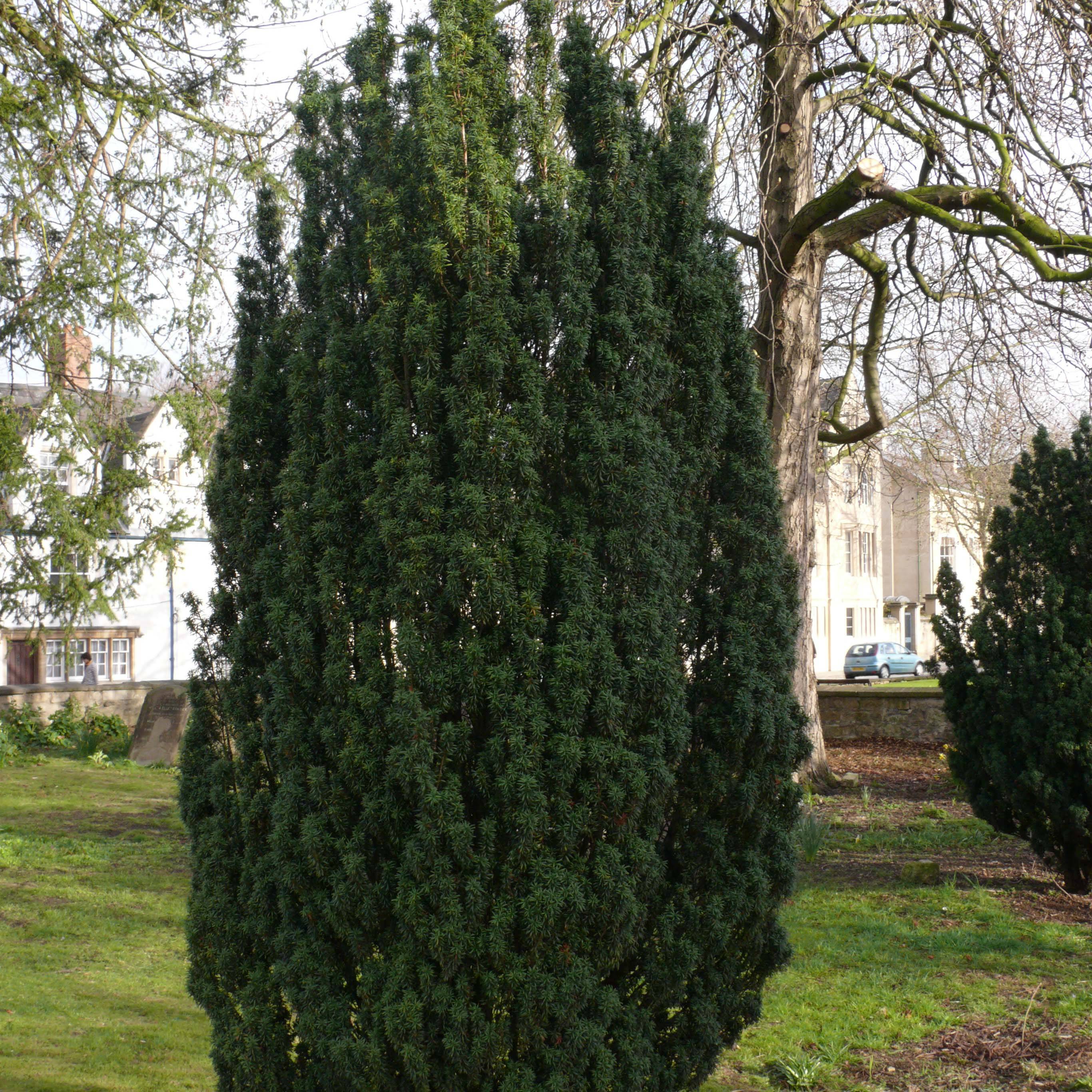 Taxus baccata Fastigiata Robusta - If commun fastigié Godet de 8/9 cm - Image 1