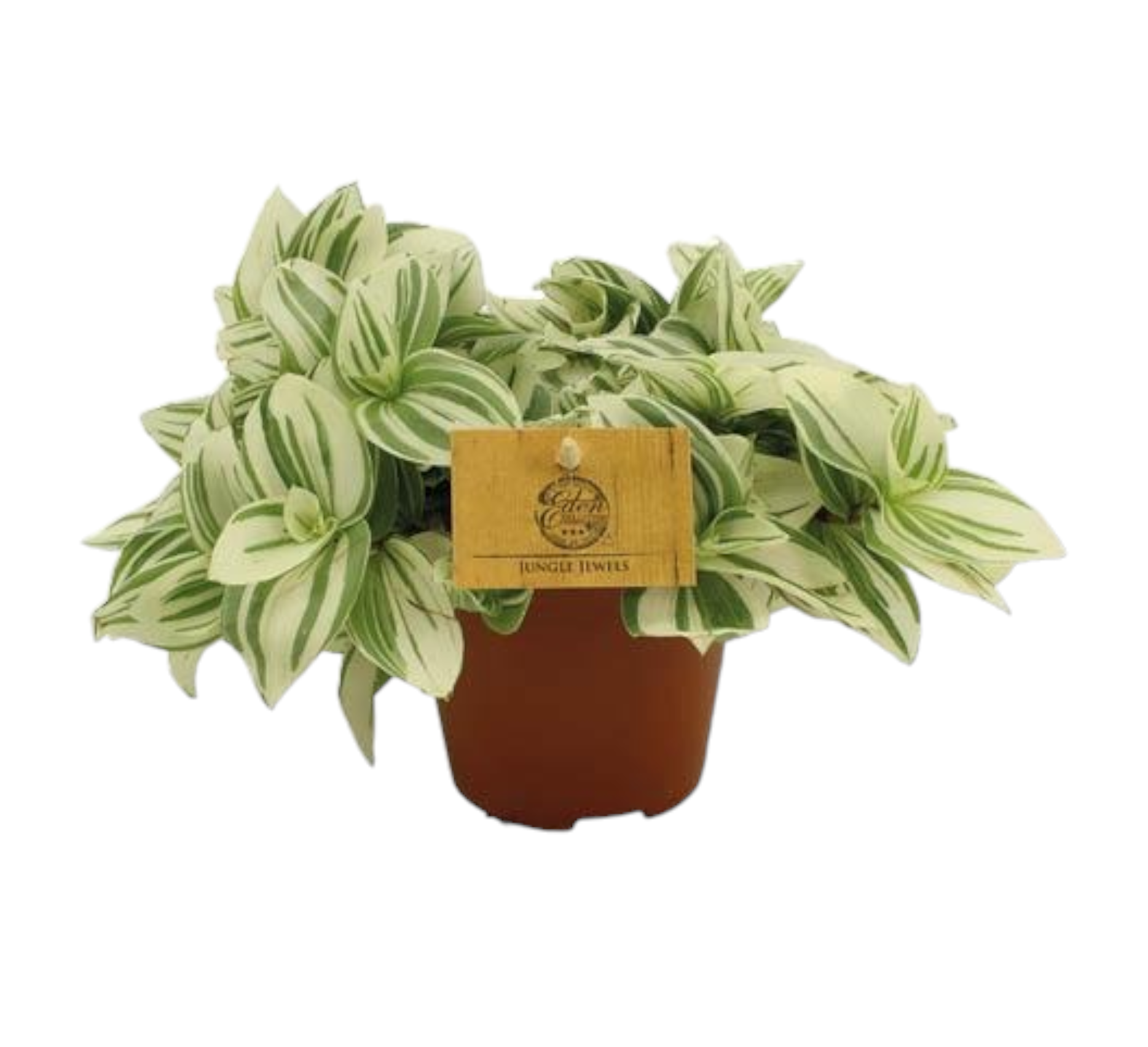 La Green Touch - Misère Tradescantia Brightness 20cm - Plante d'intérieur- La Green Touch - Imagen 1