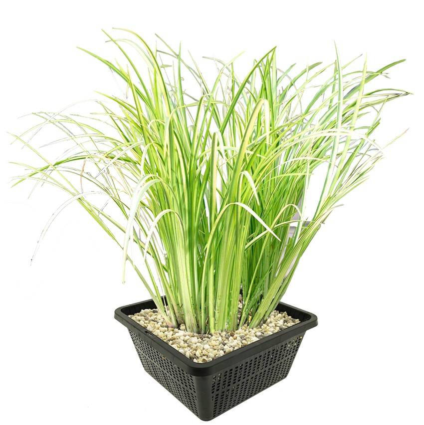 0 - Acore Odorant Plante Bassin - Rustique - Biologique - Pépinière - 9 Pièces