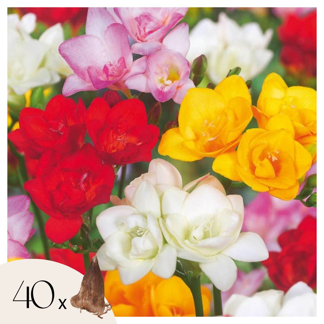 Plant In A Box - Freesia parfumée - Set de 40 - Freesia Mix - Bulbes à fleurs - Image 1