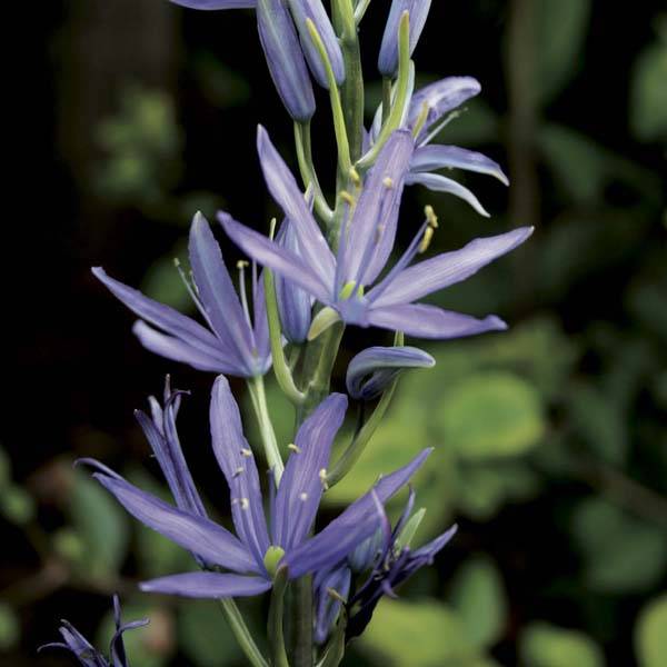 Promesse de Fleurs - Camassia leichtlinii Caerulea Bulbe calibre 14+ (par 5)