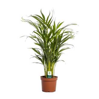 Dypsis Lutescens - D17 H65cm