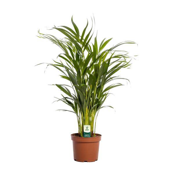Dypsis Lutescens - D17 H65cm