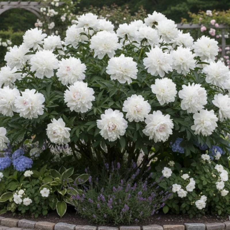 Pivoine herbacée Blush Queen à fleurs Blanche/ - feuillage Caduc - Pot de 2L - 10/20 cm - Imagen 1