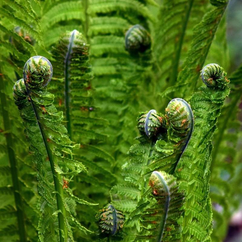 Fausse fougère mâle affinis, Dryopteris - Godet - 5/20 cm