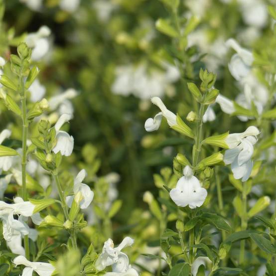 Promesse de Fleurs - Sauge arbustive - Salvia greggii Alba Godet de 8/9 cm