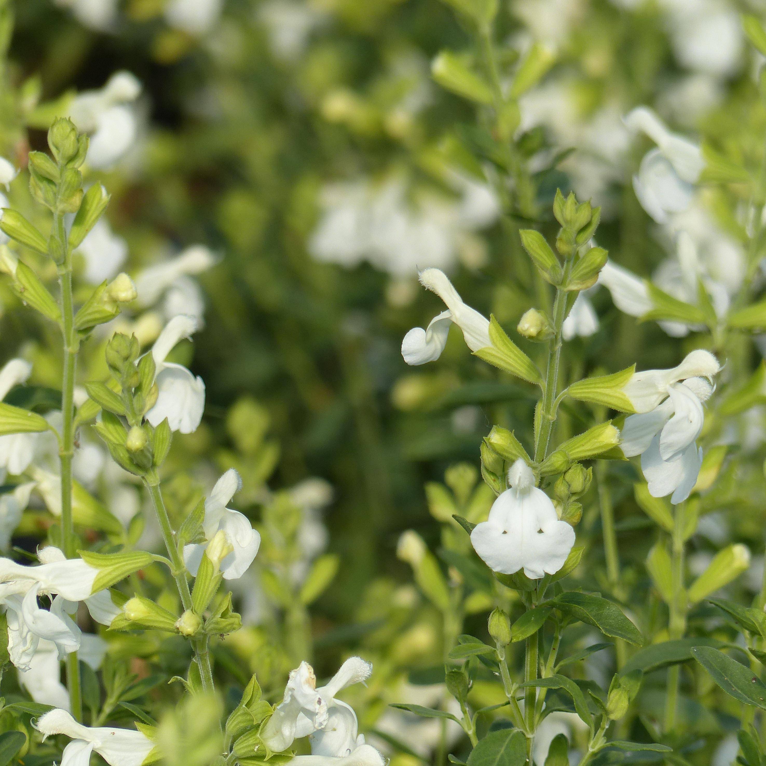 Sauge arbustive - Salvia greggii Alba Godet de 8/9 cm