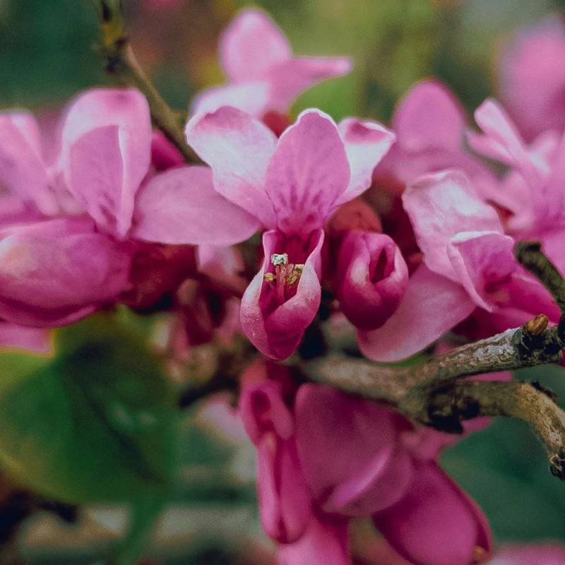 Cercis du Canada Ruby Falls®, Arbre de Judée, Gainier du Canada à fleurs Rose - feuillage Caduc - Pot de 15L - Baliveau-  hauteur à maturité De 3,00 m - Image 5