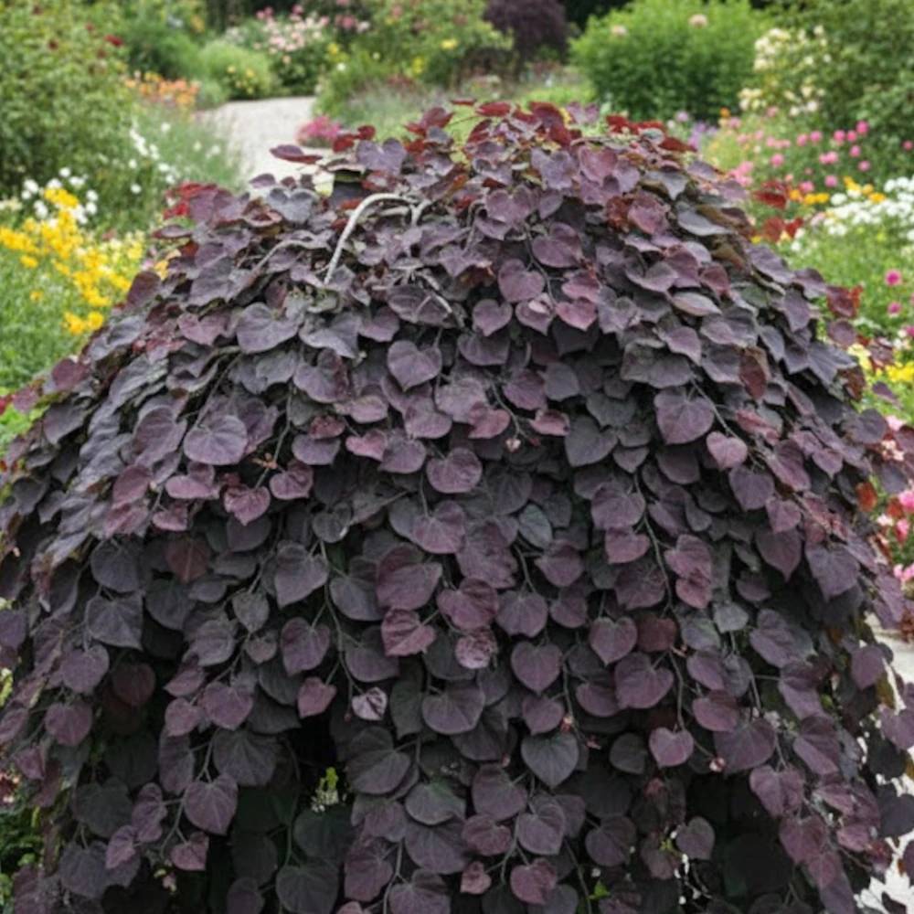 Cercis du Canada Ruby Falls®, Arbre de Judée, Gainier du Canada à fleurs Rose - feuillage Caduc - Pot de 15L - Baliveau-  hauteur à maturité De 3,00 m - Image 1