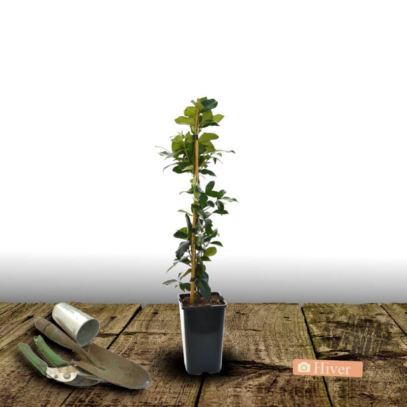Jasmin étoilé Winter Ruby® 'Trared' à fleurs Blanche - feuillage Persistant - Pot de 1,5L - Tuteur bambou 30/60 cm-  hauteur à maturité De 3,00 m à 5, - Image 4