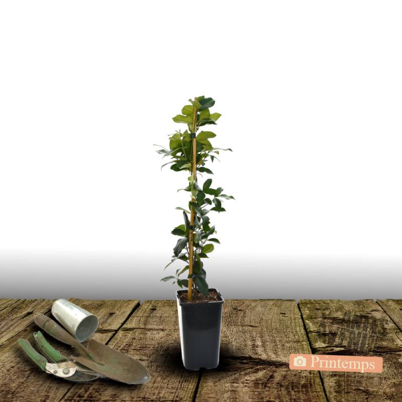 Jasmin étoilé Winter Ruby® 'Trared' à fleurs Blanche - feuillage Persistant - Pot de 1,5L - Tuteur bambou 30/60 cm-  hauteur à maturité De 3,00 m à 5, - Image 5