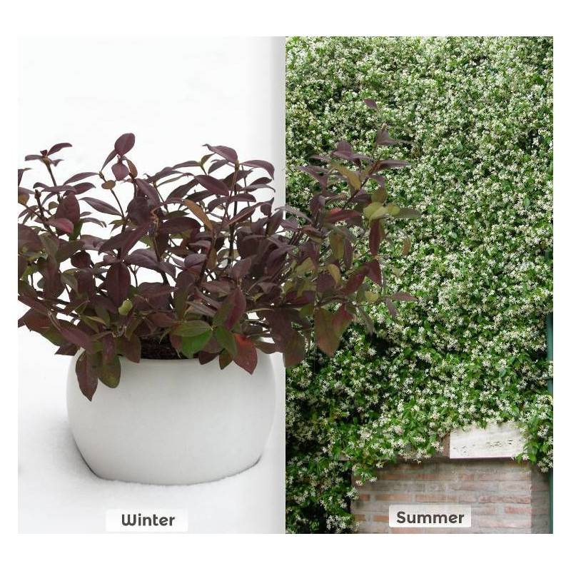 Jasmin étoilé Winter Ruby® 'Trared' à fleurs Blanche - feuillage Persistant - Pot de 1,5L - Tuteur bambou 30/60 cm-  hauteur à maturité De 3,00 m à 5, - Image 1